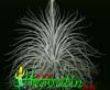 Tillandsia tectorum-Tillandsia tectorum