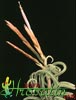Tillandsia caput medusae - Tillandsia caput medusae