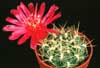 Sulcorebutia- 