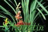 Cymbidium angelica 