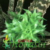 Orthophytum gurkenii- 