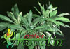 Plumeria obtusa-White star, Pink Helice, White Obtuse