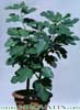 Ficus carica-Common Fig Tree, Brown Turkey Fig