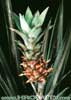 Ananas comosus - Pineapple