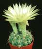Notocactus ottonis v. linkii- 