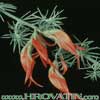 Lotus berthelotii-Fire Vine, Parrot's Beak, Golden Lotus Vine