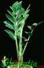 Zamioculcas zamifolia-Aroid Palm, Arum Fern, Z Z Plant
