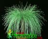 Scirpus cernuus-Bulrush, Club Grass, Fiber Optics Grass