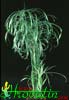 Cyperus alternifolius-Umbrella flat sedge