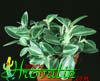 Peperomia -Pepper, Radiator plant