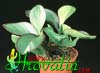 Peperomia clusiifolia 