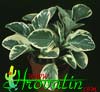 Peperomia obtusifolia 