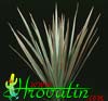 Dracaena marginata bicolor-Dragon tree, Marginate Dracaena