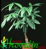 Pachira aquatica-Guiana chestnut