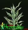 Dracaena deremensis -Corn plant, Green Dracaena