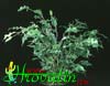 Ficus benjamina Exotica-Exotica Weeping fig, Weeping Chinese Banyan