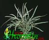 Dizygotheca elegantissima-False Aralia, Spider Aralia