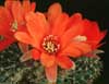 Rebutia pseudodeminuta v. grandiflora- 