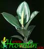 Ficus elastica robusta-India rubber fig, Rubber plant