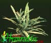 Codiaeum variegatum Gold Star-Croton