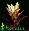 Codiaeum variegatum eureka-Croton
