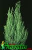 Cupressus macrocarpa-Monterey cypress, Ciprés Monterrey, Conifer
