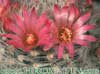 Mammillaria laui- 
