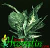Dieffenbachia compacta-Dieffenbachia Compacta, Dumb Cane  