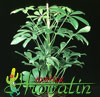 Schefflera arboricola compacta-Dwarf schefflera