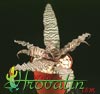 Cryptanthus hybrid - Earth star