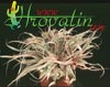 Cryptanthus hybrid - Earth star