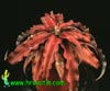 Cryptanthus hybrid - Earth star