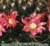 Mammillaria heeriana- 