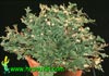 Selaginella lepidophylla-Spike moss