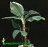Musa cavendishii-Banana, Chinese Banana