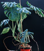 Monstera deliciosa-Ceriman, Windowleaf, Split-leaf philodendron