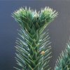 Araucaria araucana - Monkey puzzle