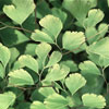 Adiantum raddianum - Maidenhair Fern