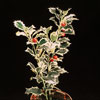 Ilex aquifolium-English holly