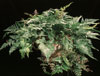 Davallia canariensis-Deers foot fern