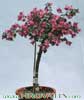 Bougainvillea glabra- 
