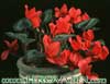 Cyclamen persicum-Cyclamen
