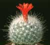 Mamillopsis senilis- 
