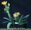 Ornithogalum dubium- 