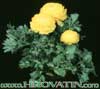 Ranunculus-Buttercup