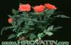 Rosa chinensis v.minima- 