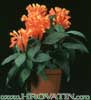Scutellaria Costaricana-Bladdersage, Paperbagbush