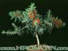 Callistemon splendens-Bottle brush