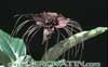 Tacca chantrieri-Batplant, Tiger whisker