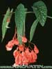 Begonia coccinea-Angel-wing begonia